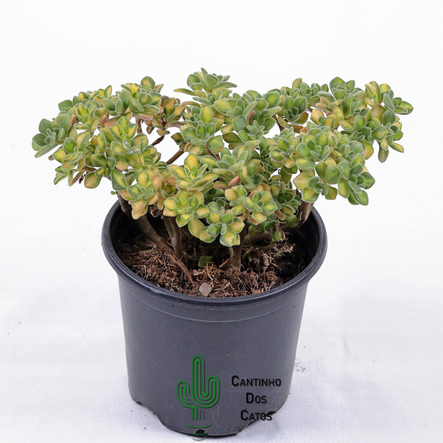 Aeonium Lindleyi Variegata