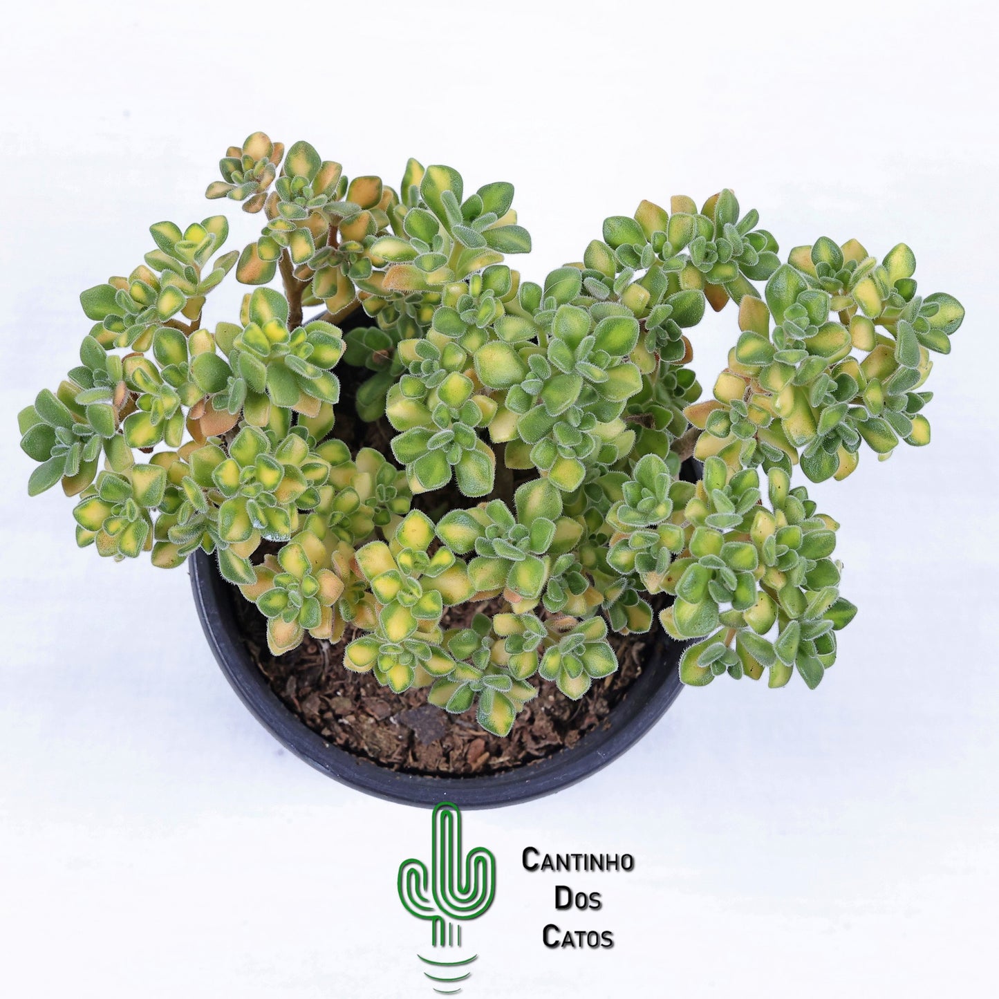 Aeonium Lindleyi Variegata