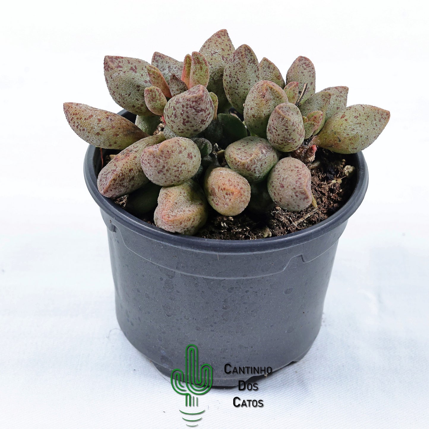 Adromischus Marianiae 'Silver Fountain'
