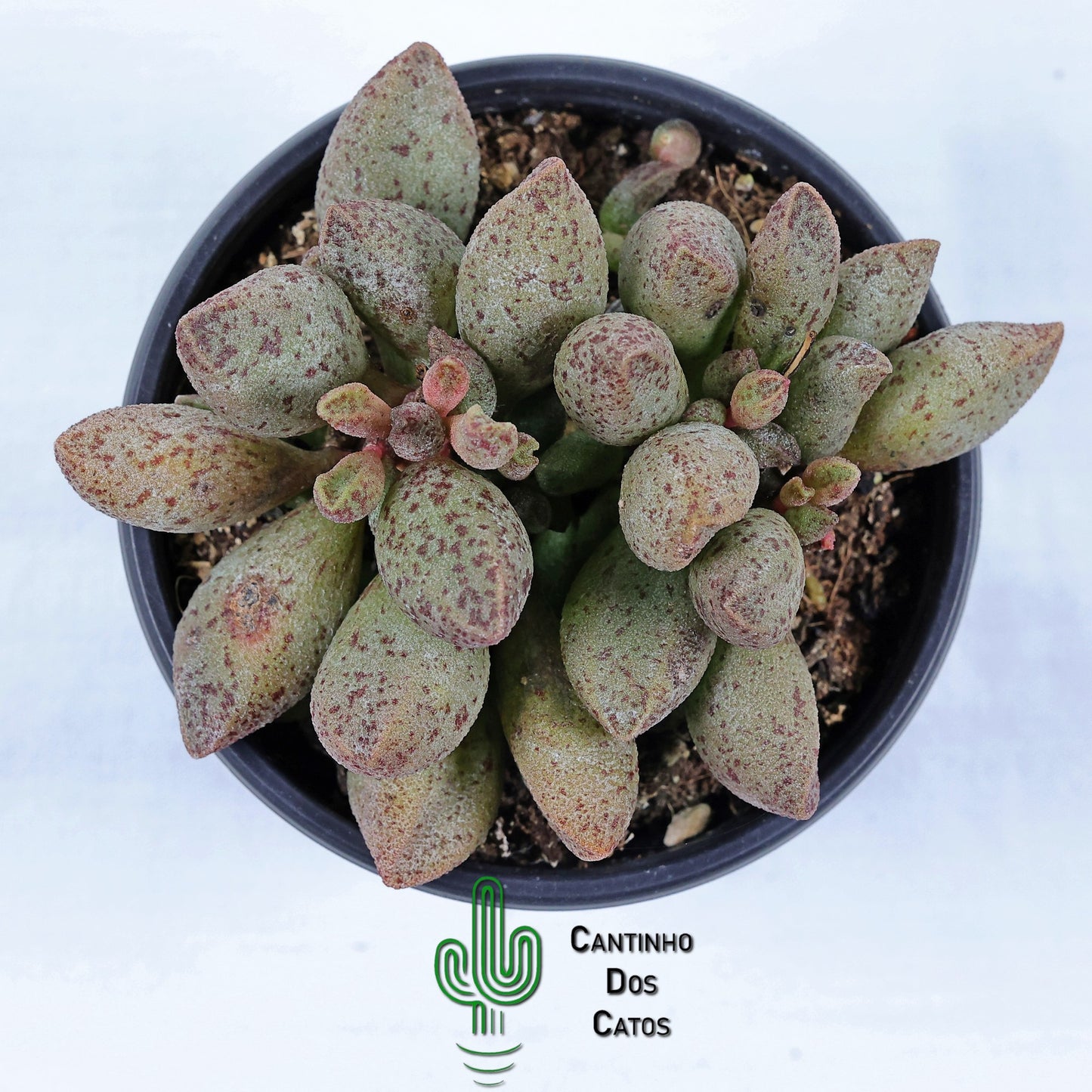 Adromischus Marianiae 'Silver Fountain'