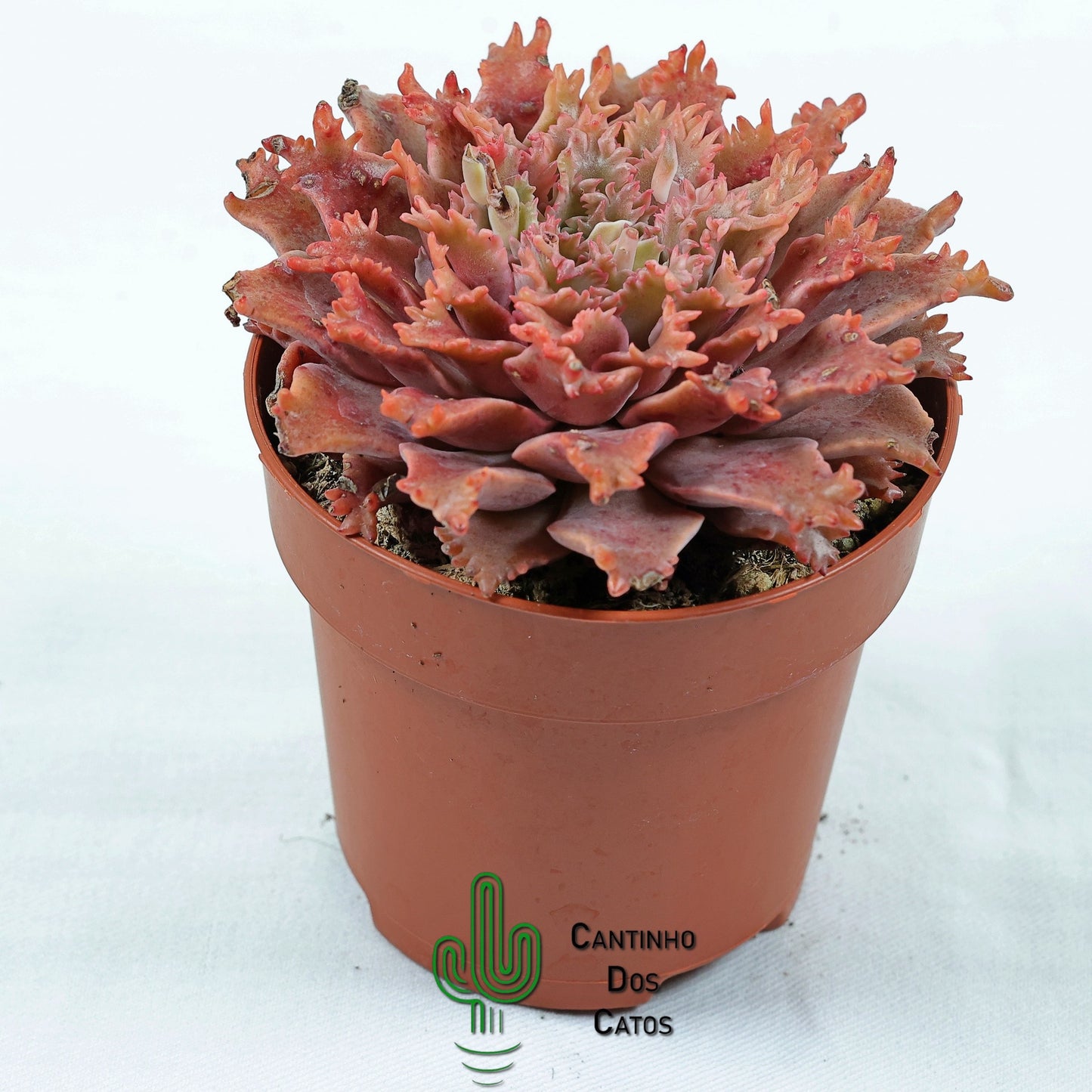 Graptoveria Starfire