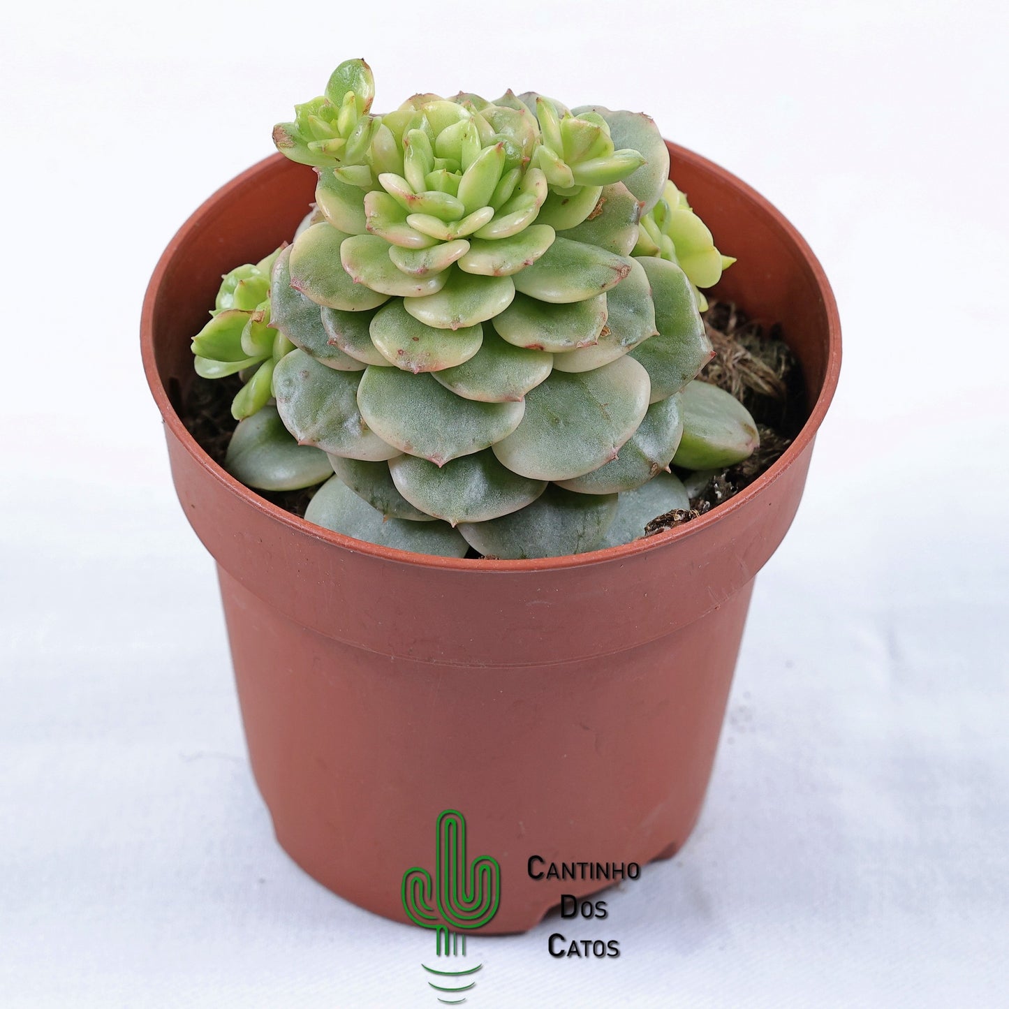 Sedeveria ‘Rolly’ Variegata