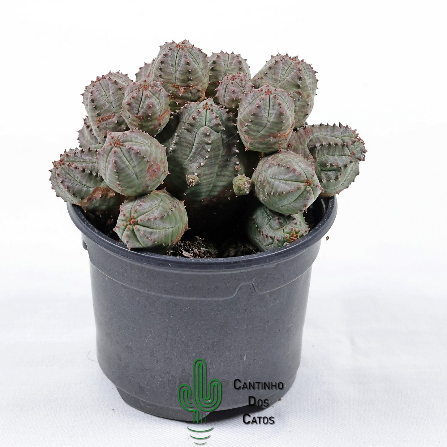 Euphorbia Pseudoglobosa