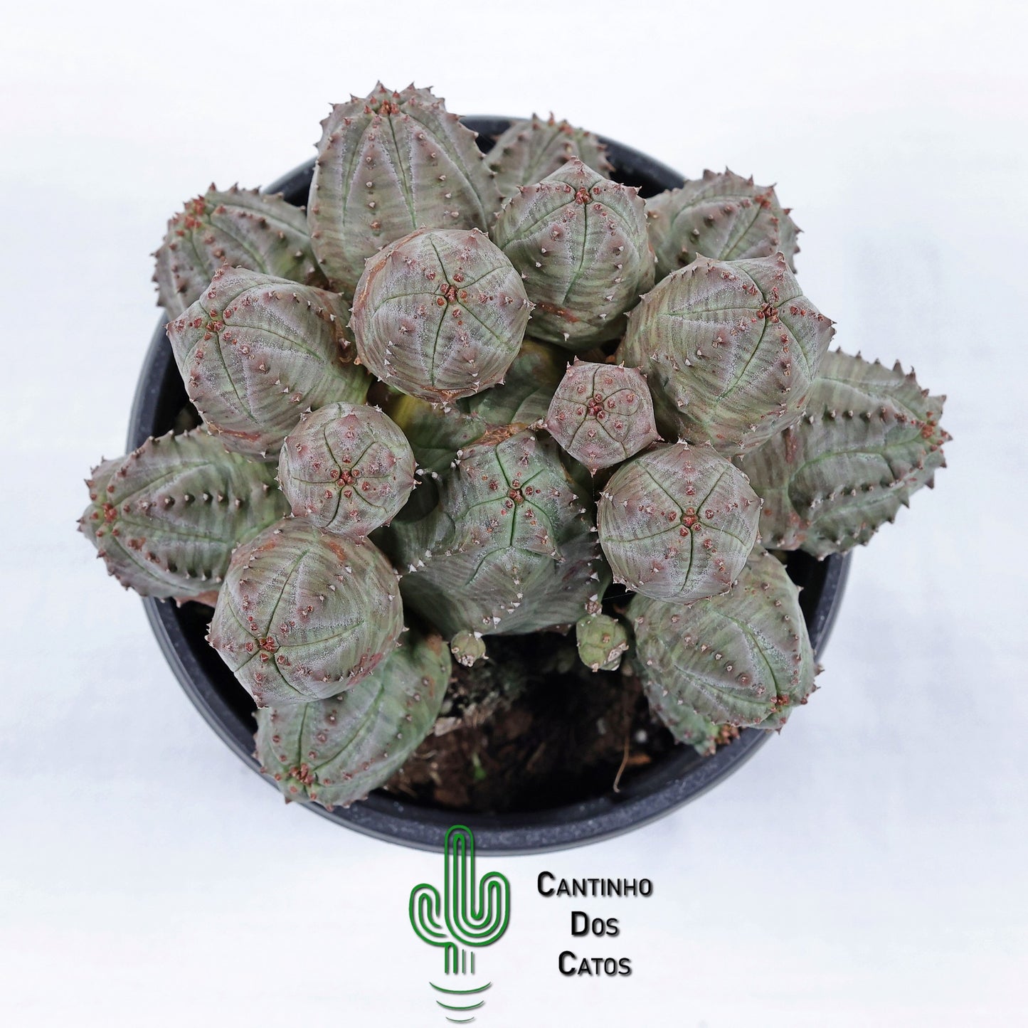 Euphorbia Pseudoglobosa