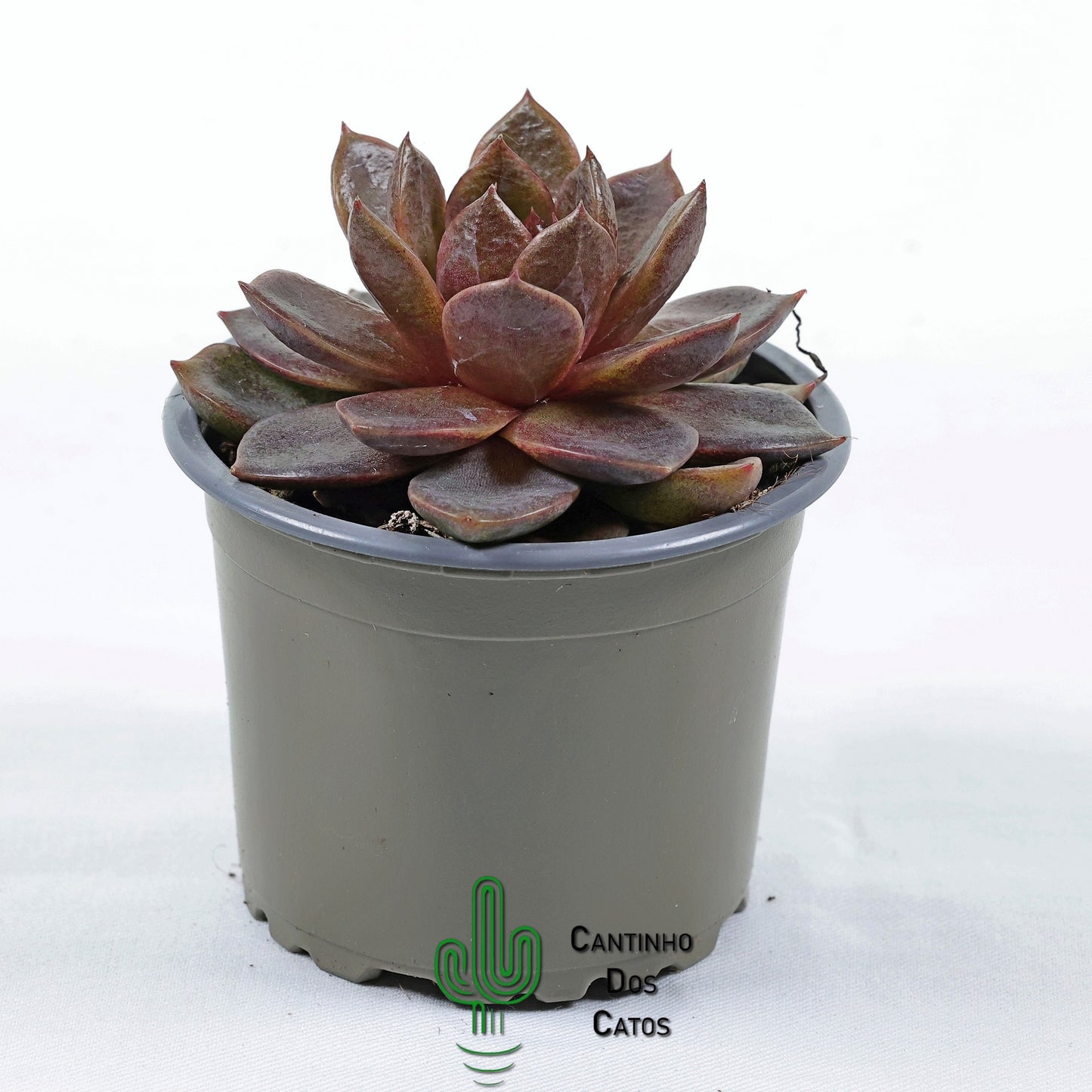 Echeveria Chocolate Mousse