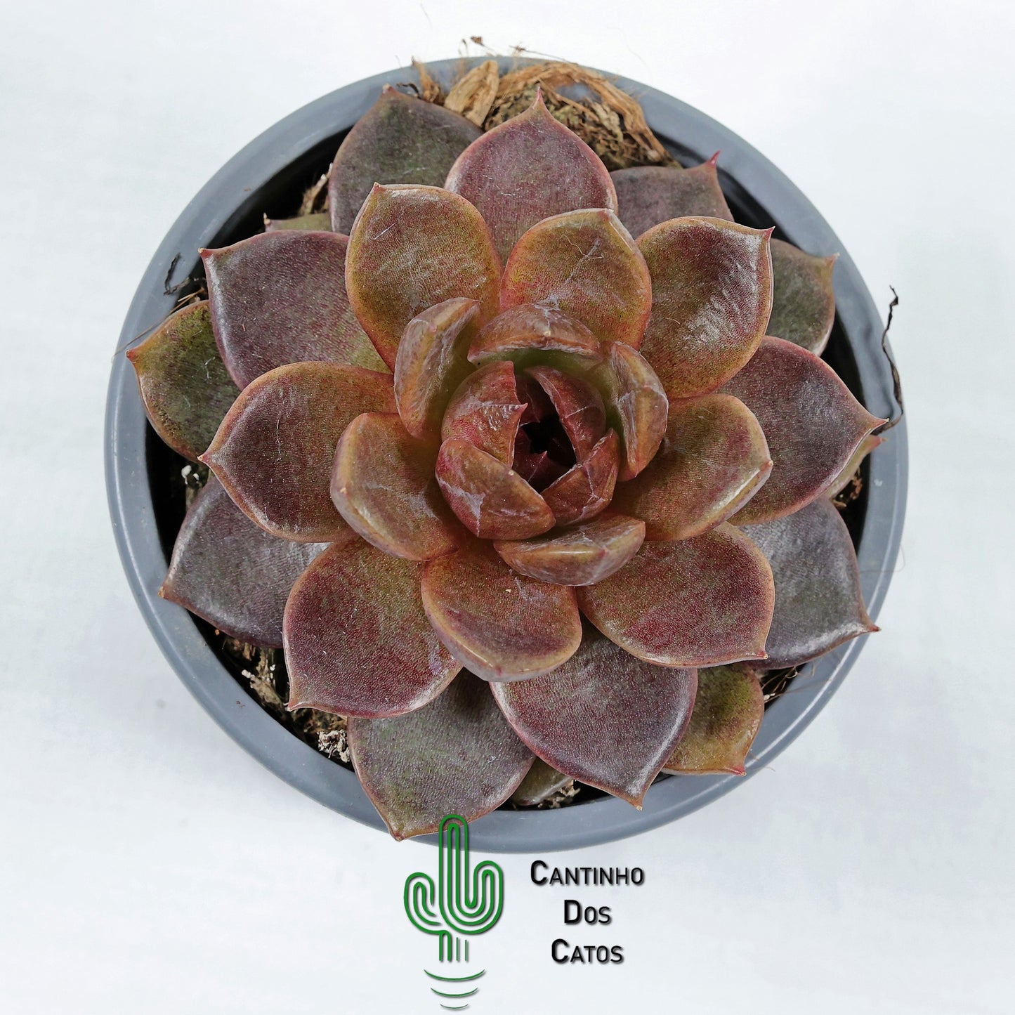 Echeveria Chocolate Mousse