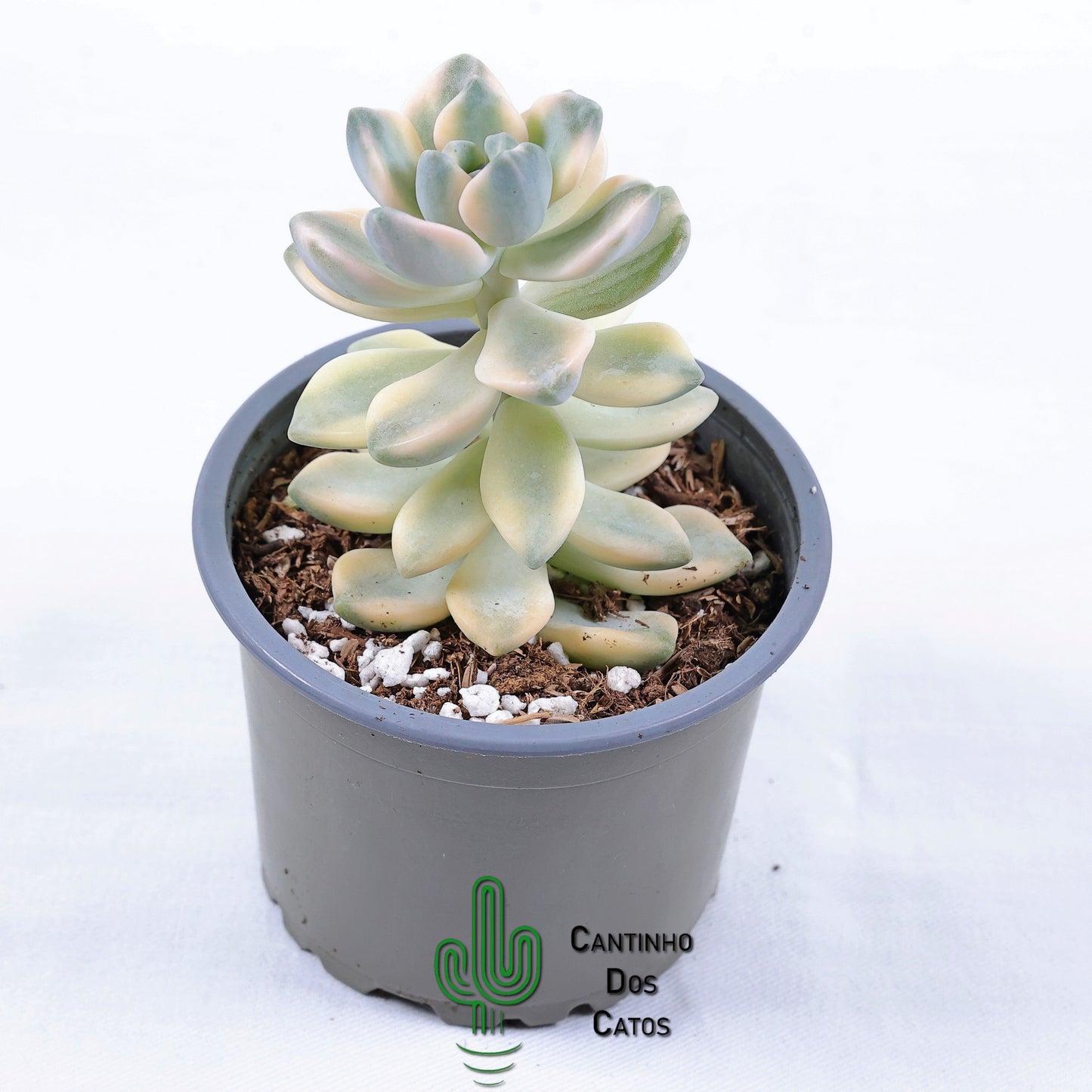 Graptoveria Titubans Variegata