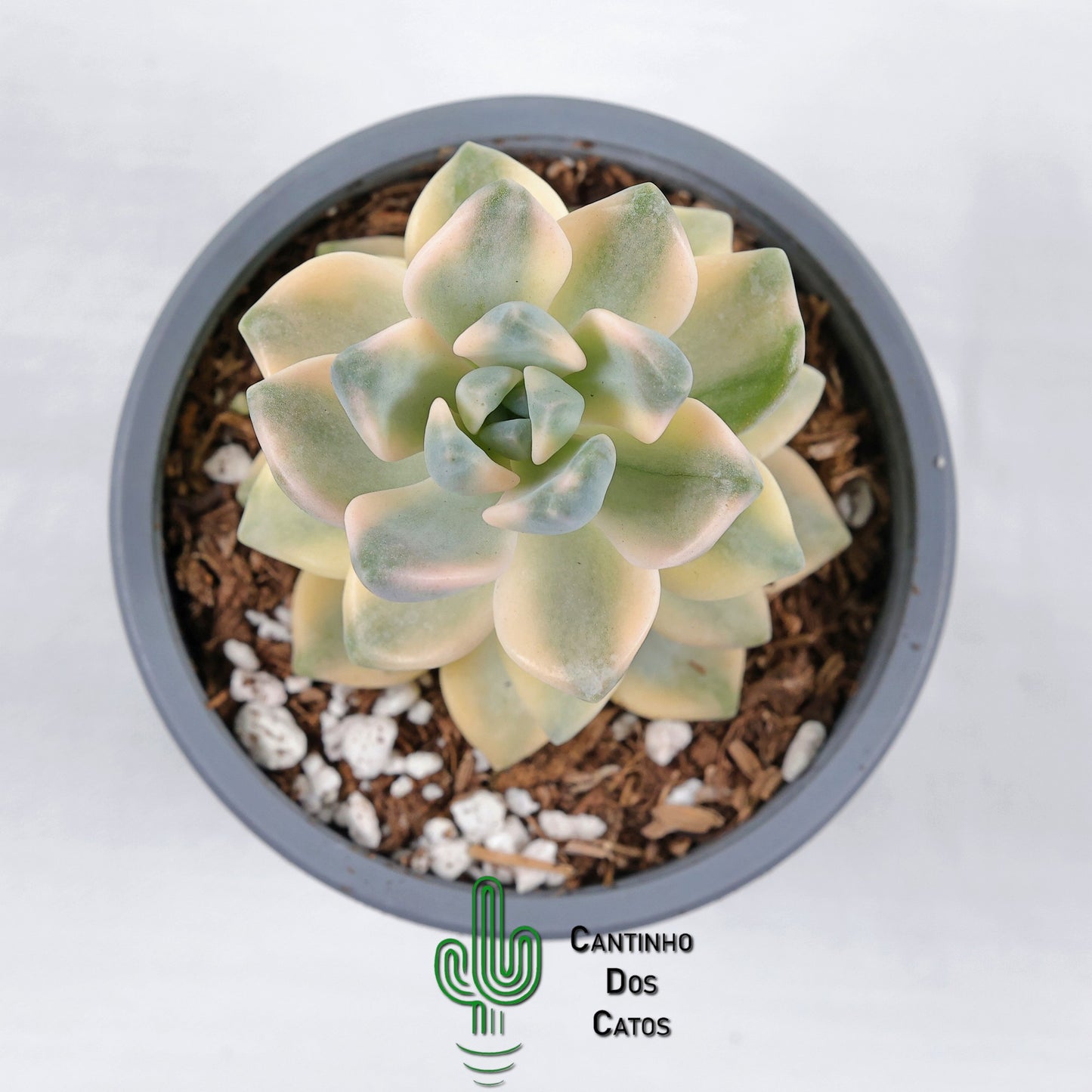 Graptoveria Titubans Variegata