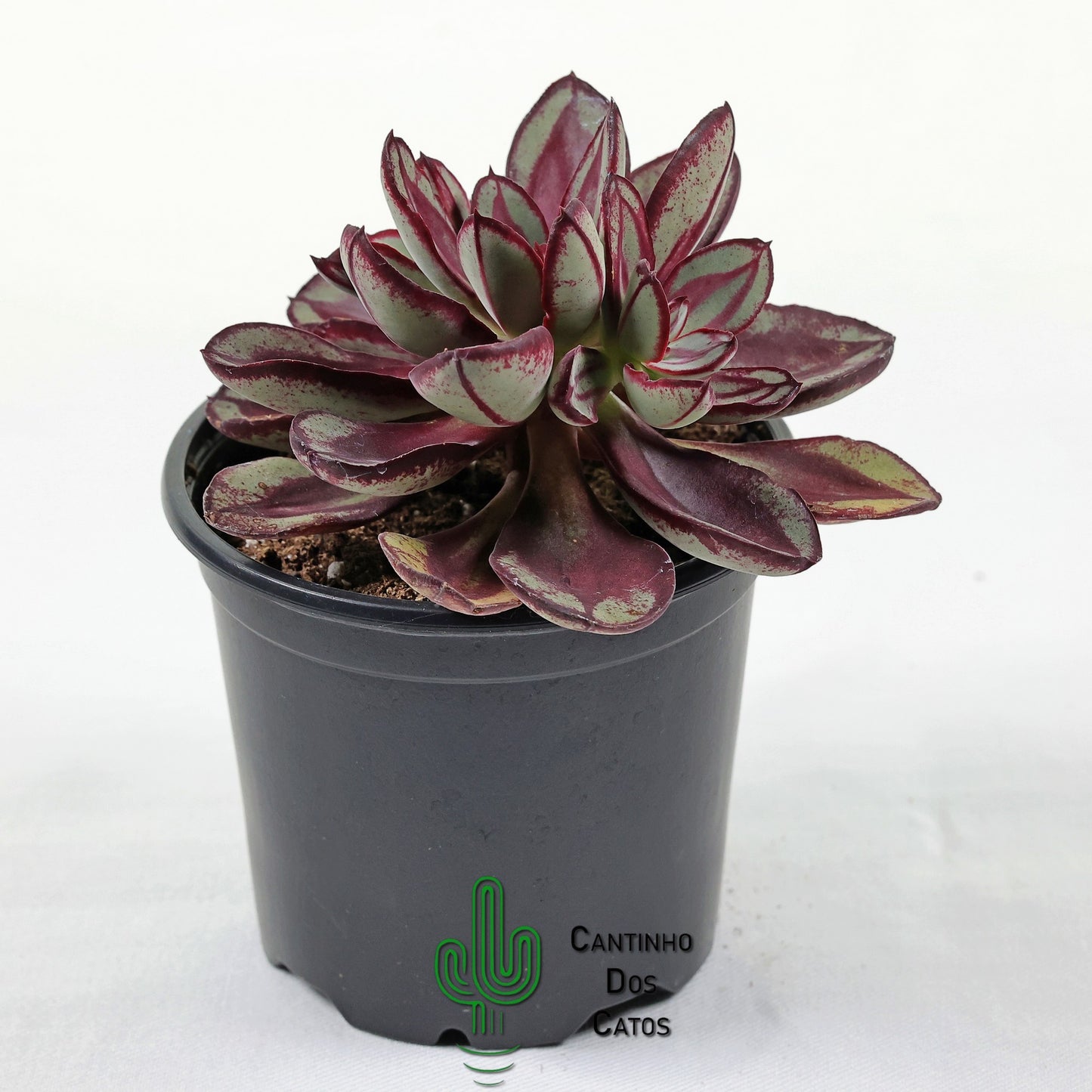 Echeveria Benitsukasa