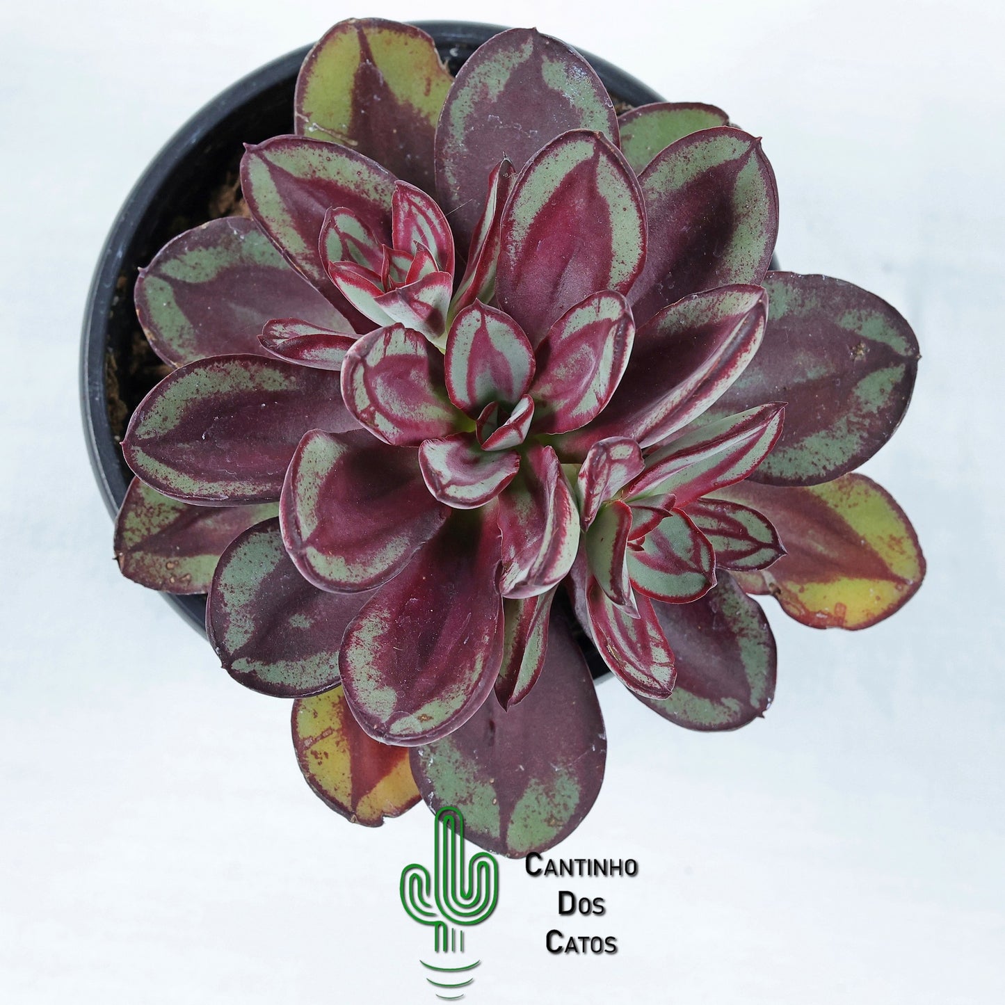 Echeveria Benitsukasa