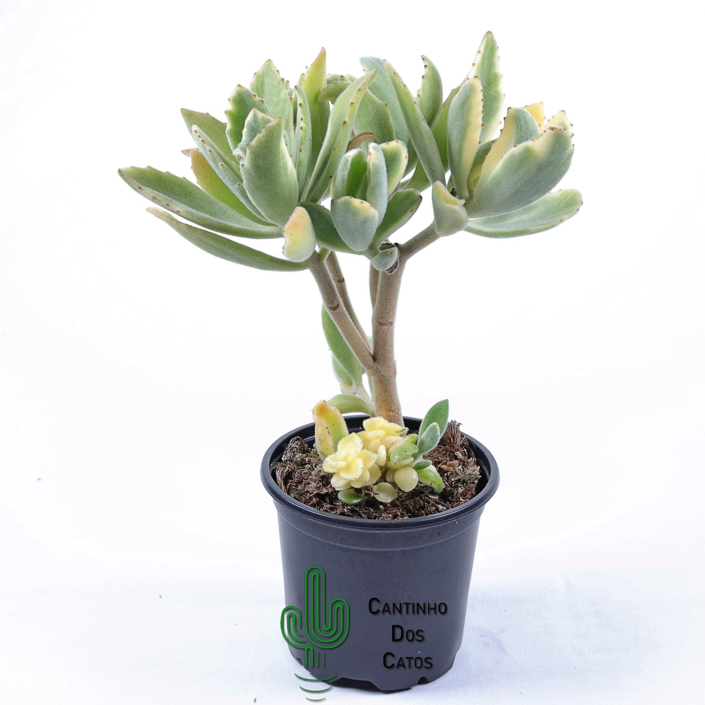 Kalanchoe Tomentosa vs Kalanchoe Dinklagei Variegata