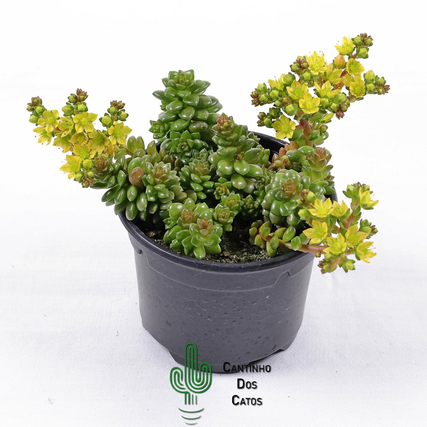 Cremnosedum 'Little Gem'