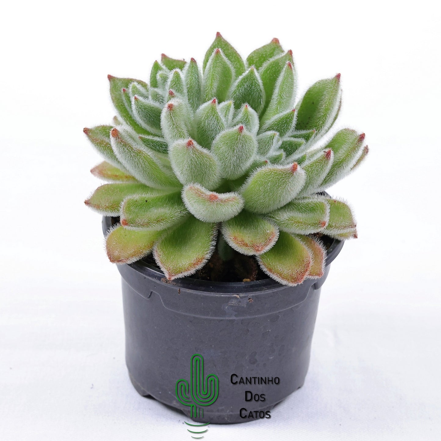 Echeveria Pulvitana Frosty