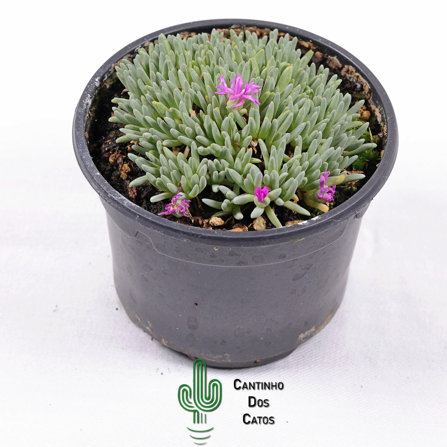 Delosperma Sphalmanthoides