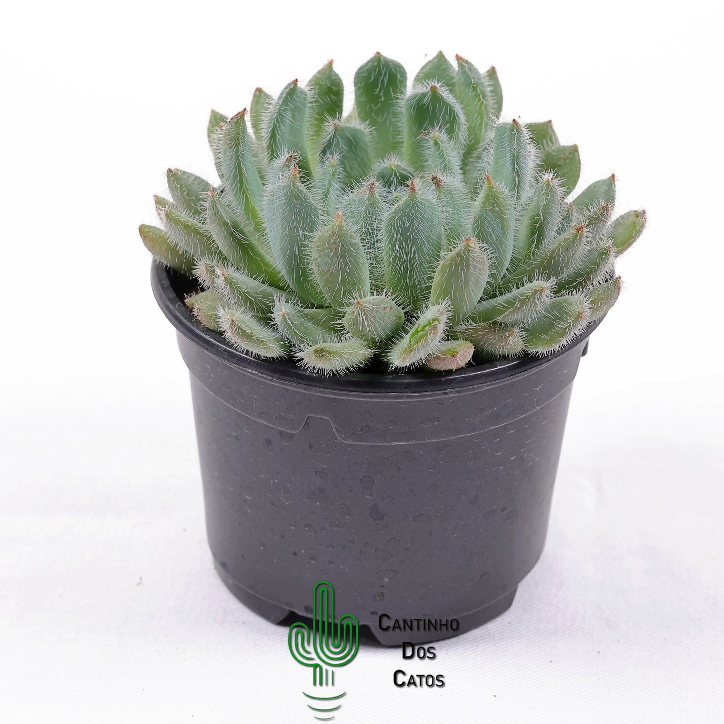 Echeveria ‘Setosa’ var. Minor