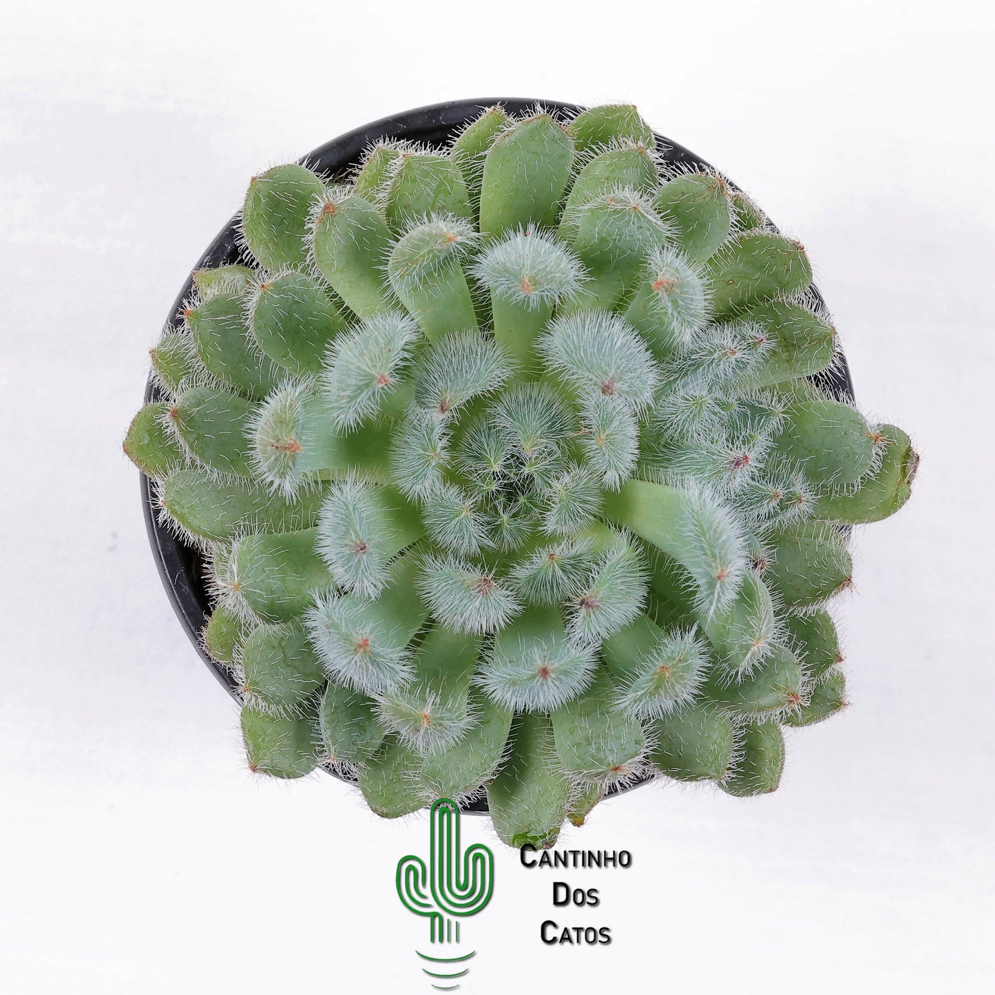 Echeveria ‘Setosa’ var. Minor