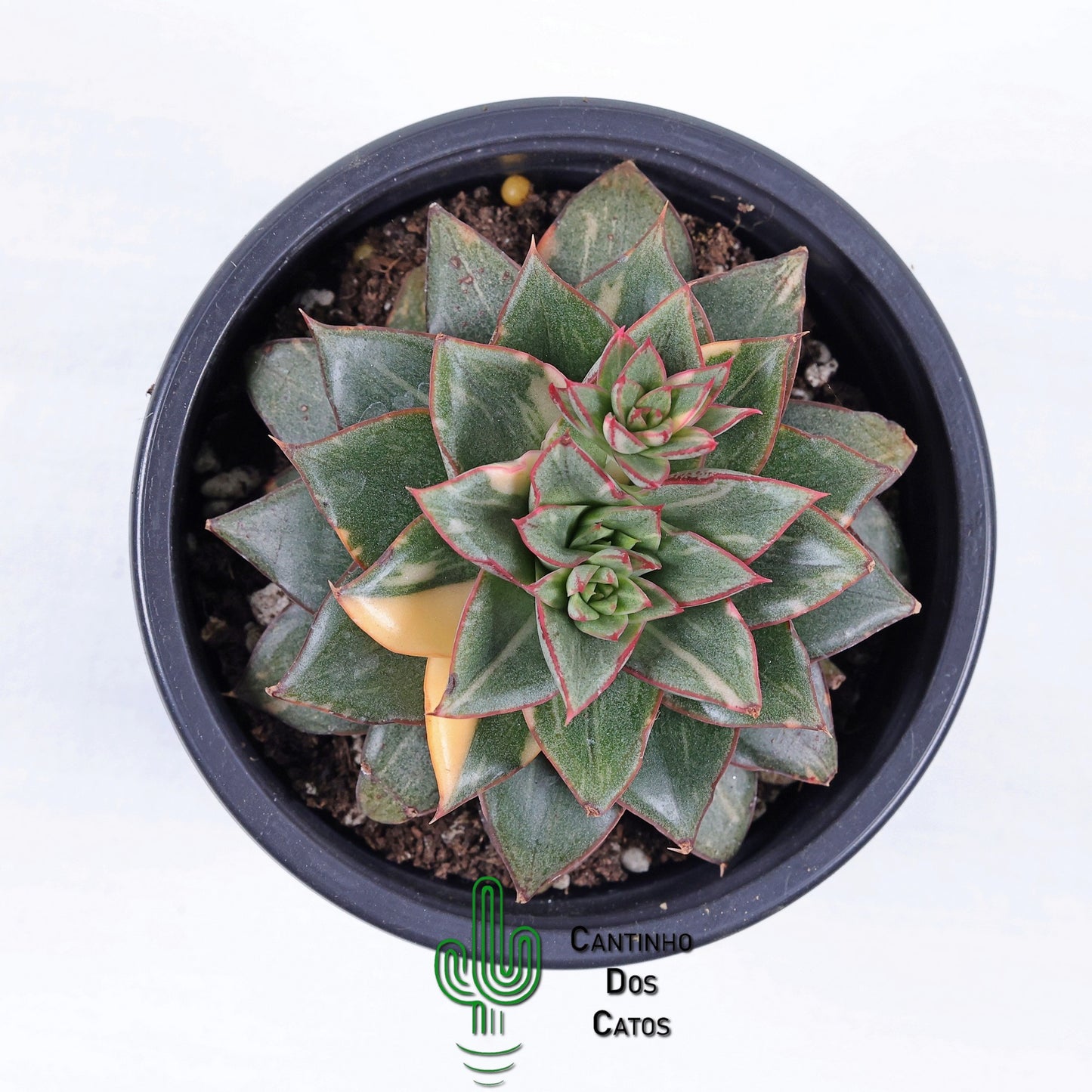 Echeveria Monocerotis Variegata