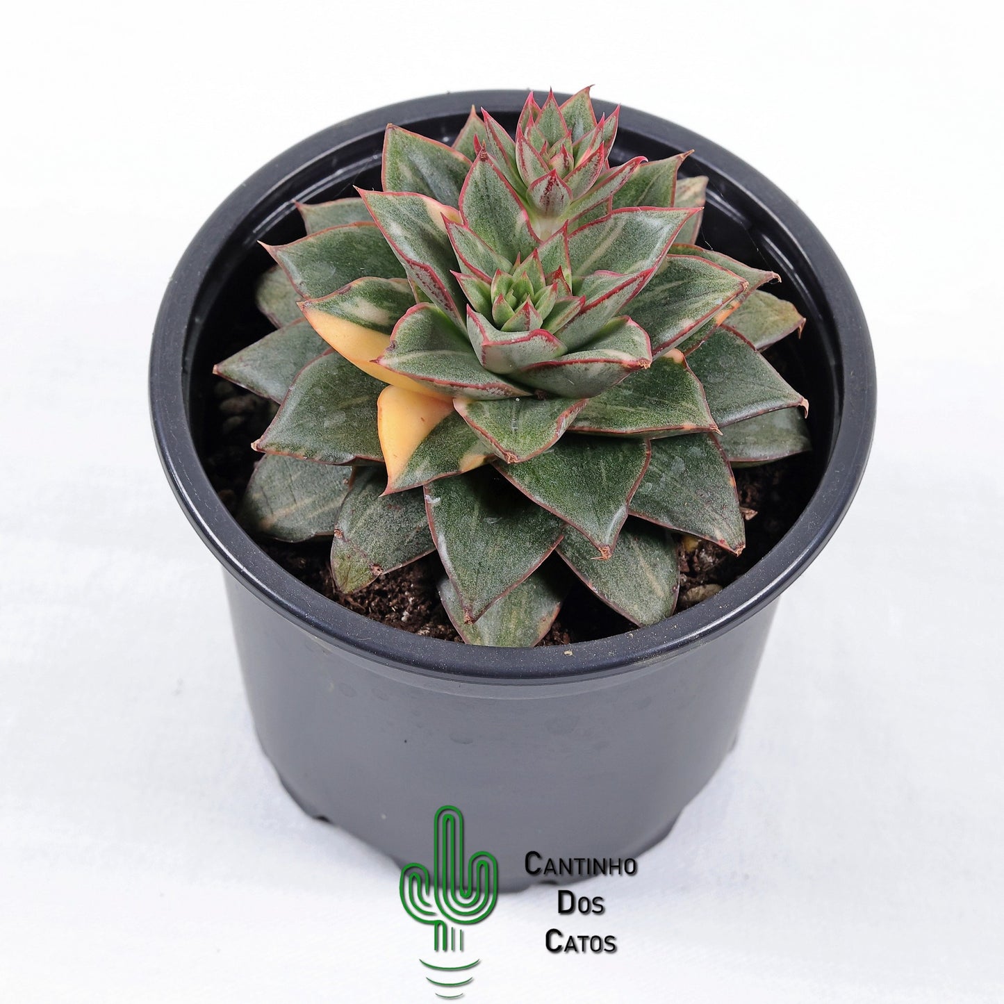 Echeveria Monocerotis Variegata