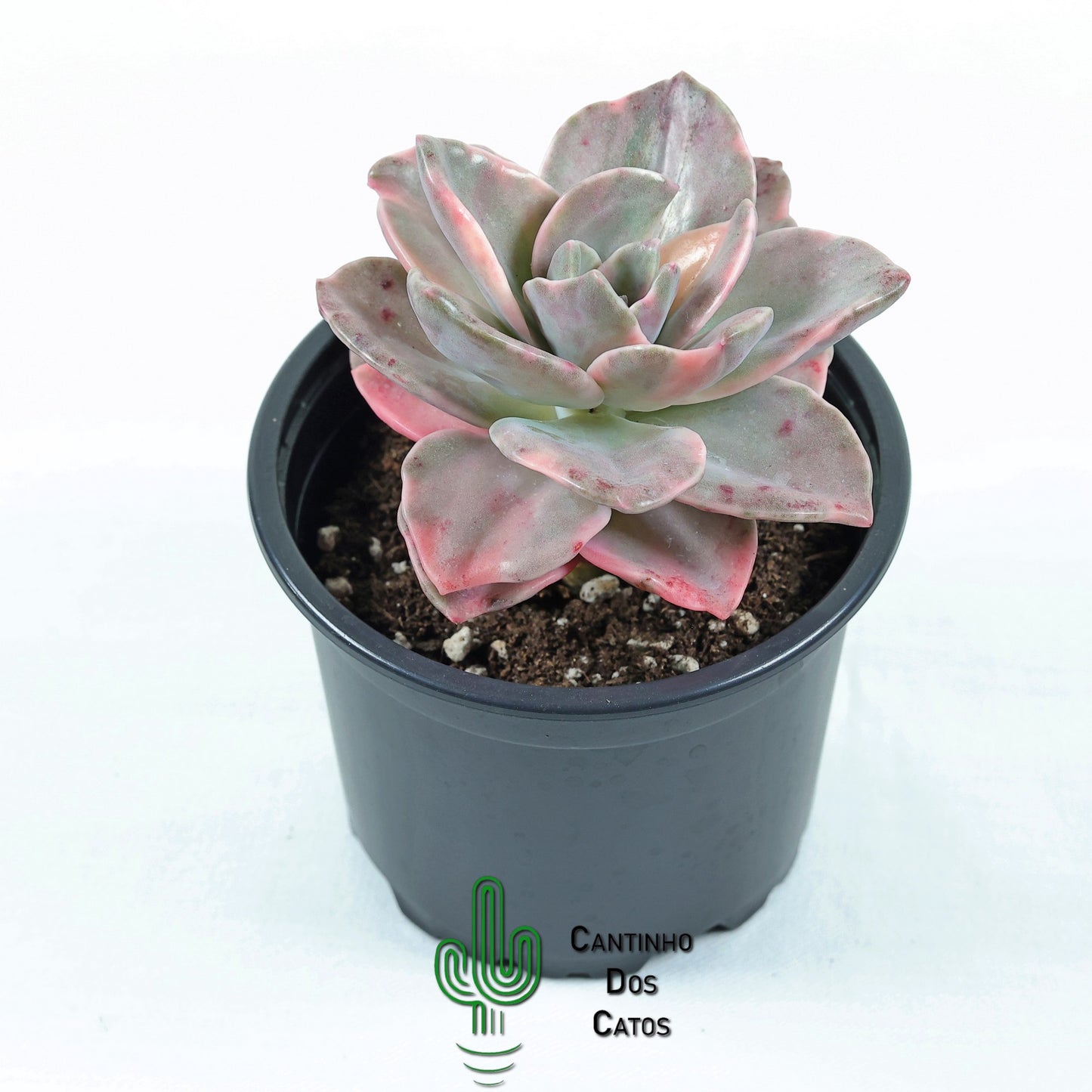 Graptoveria Bainesii
