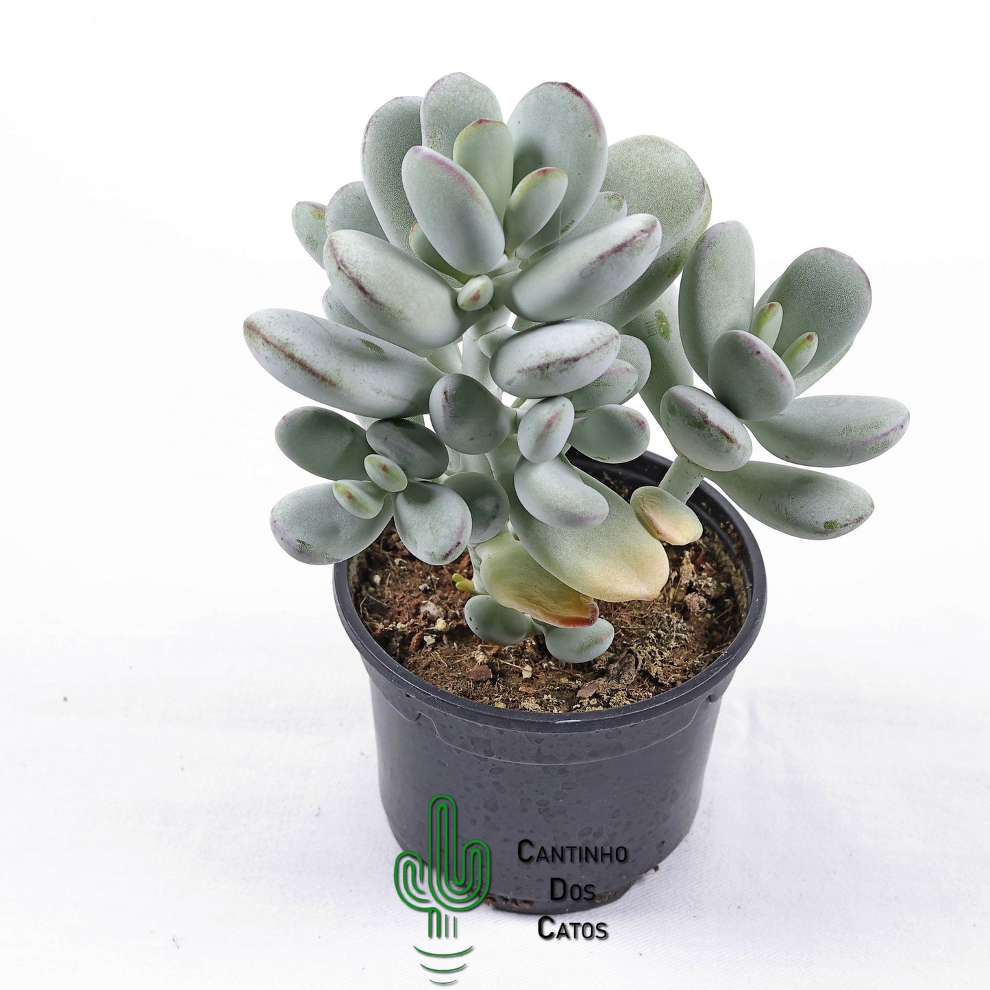 Cotyledon Orbiculata Higginsiae