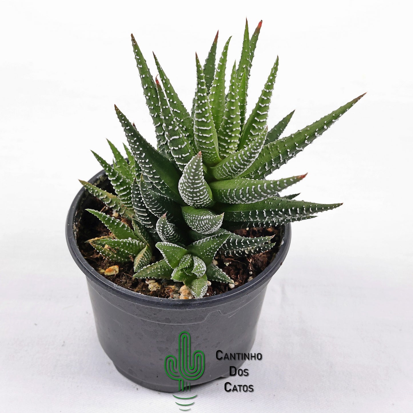 Haworthia Super Fasciata