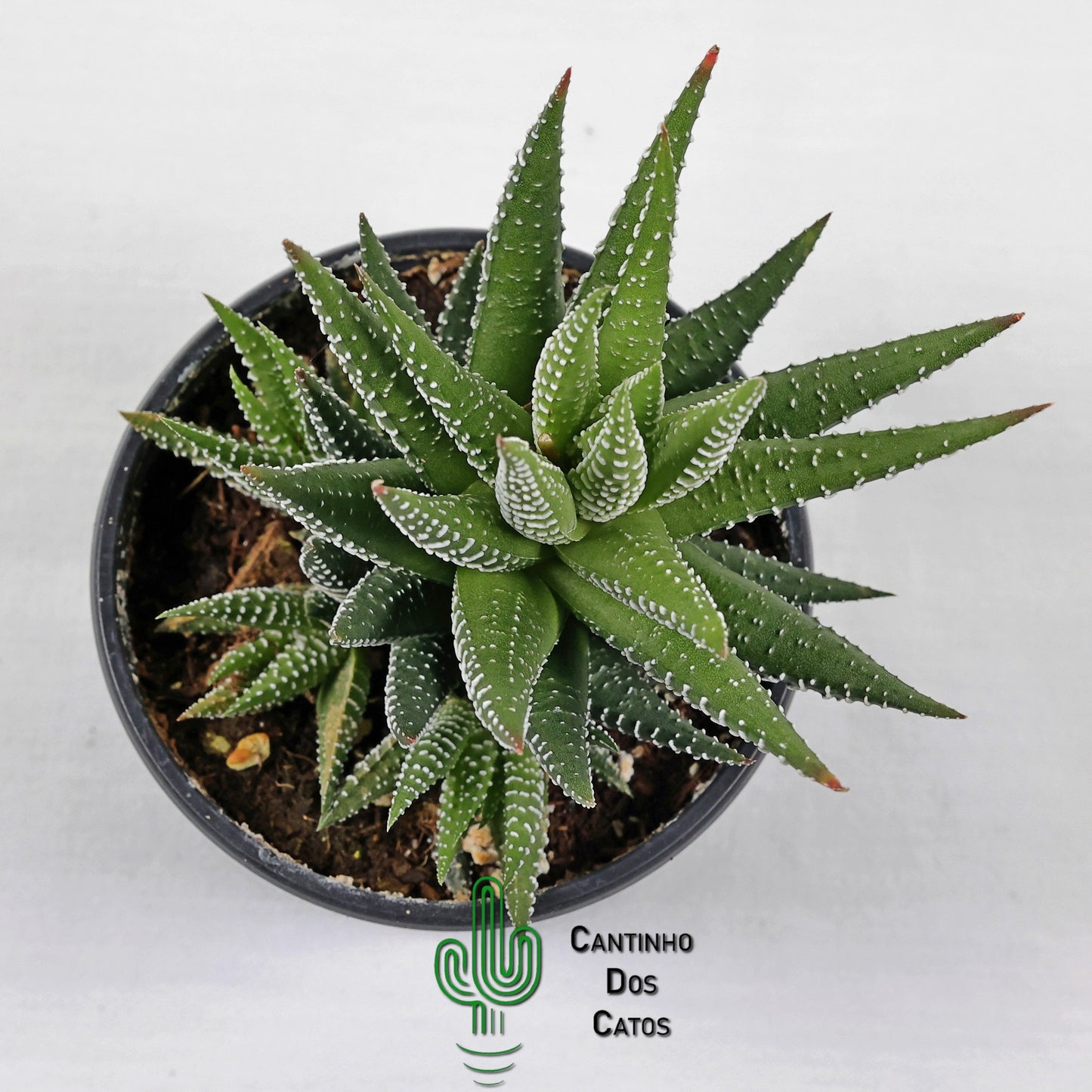 Haworthia Super Fasciata
