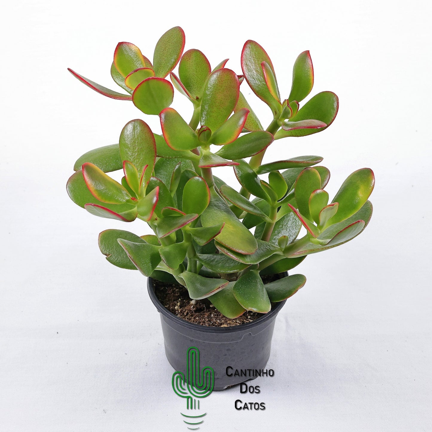 Crassula Portulacea Tricolor