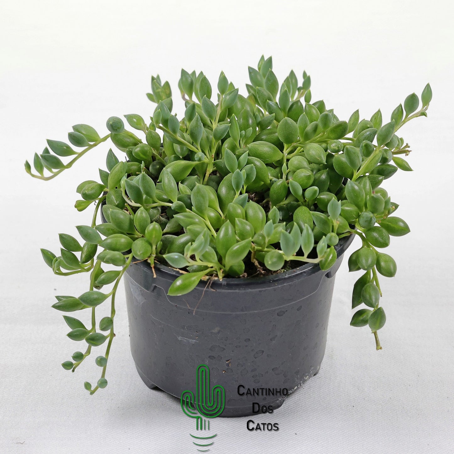 Senecio Herreianus "Colar de Azeitona"