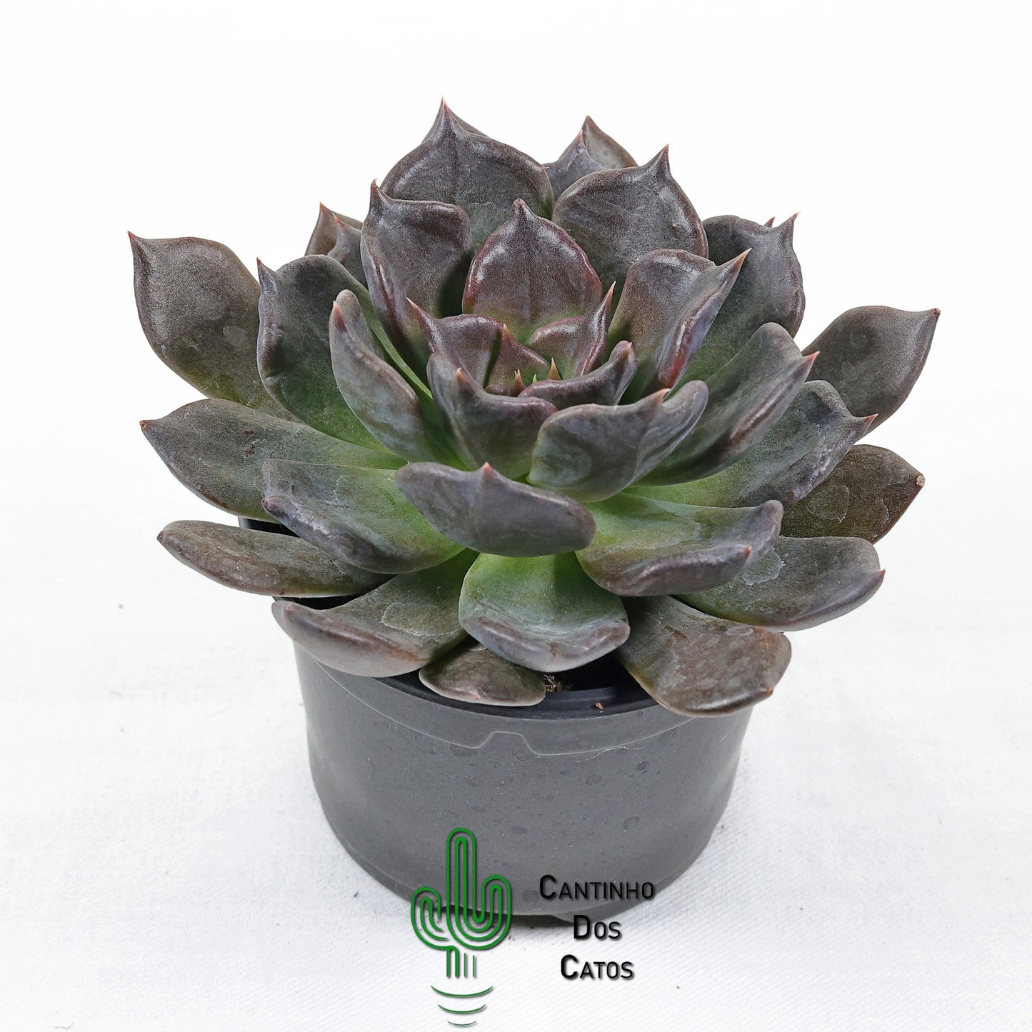 Echeveria 'Black Prince'