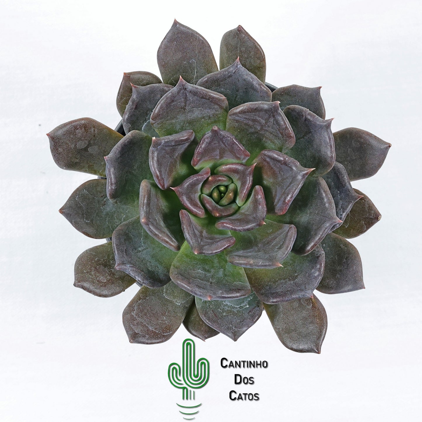 Echeveria 'Black Prince'