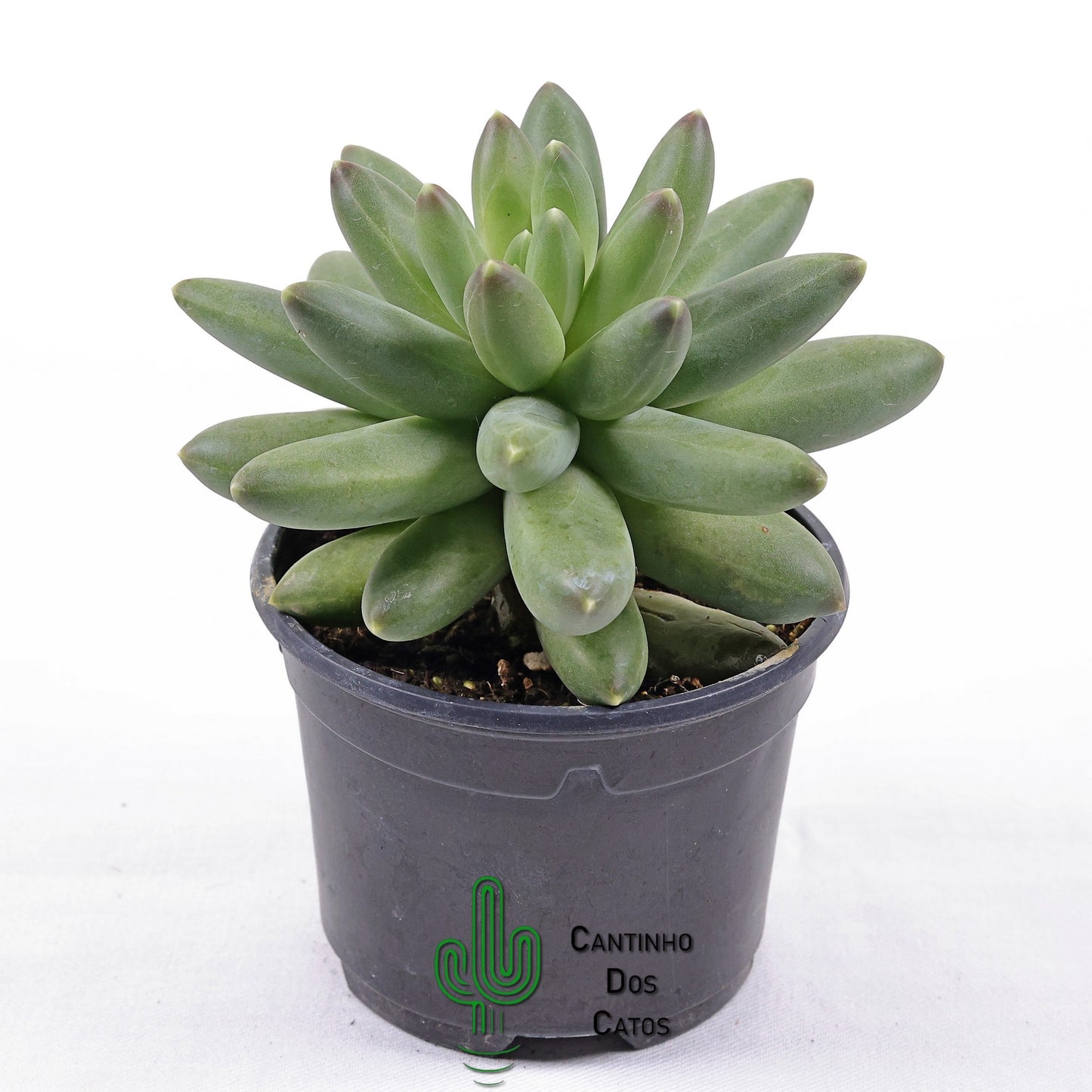 Pachyphytum Compactum