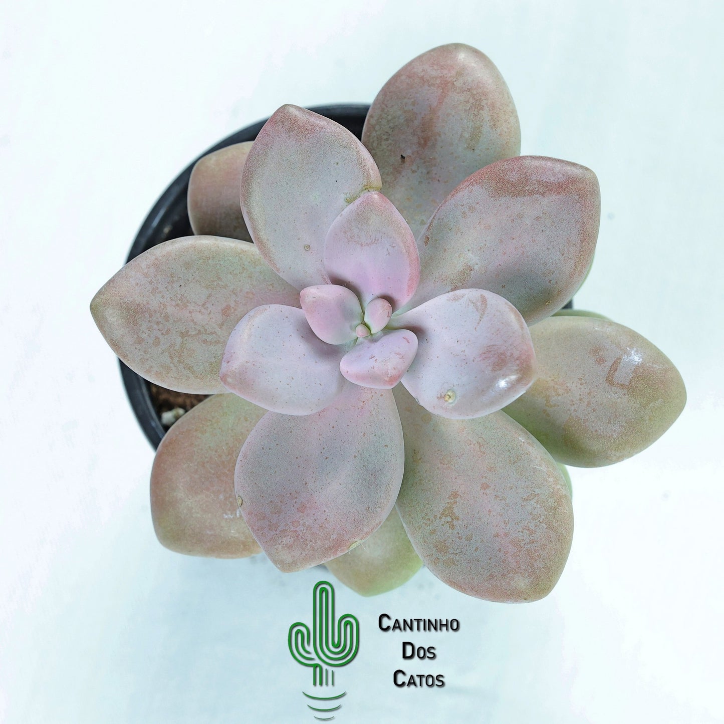 Pachyphytum Oviferum Pink