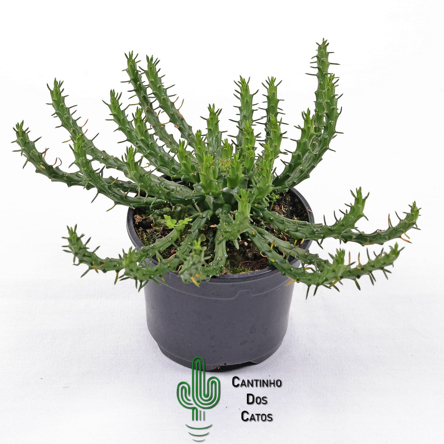 Euphorbia Flanaganii