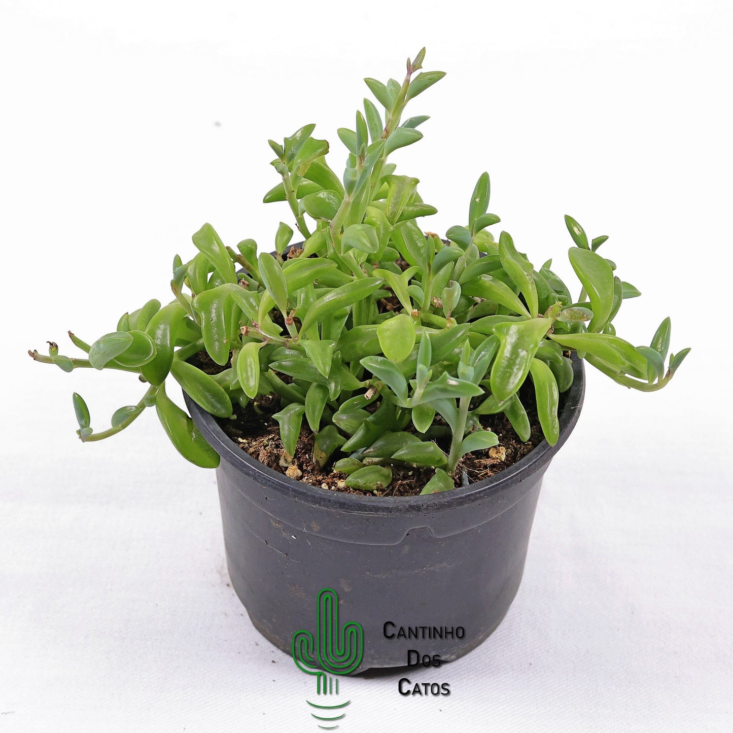 Senecio Peregrinus "Colar de Golfinhos"