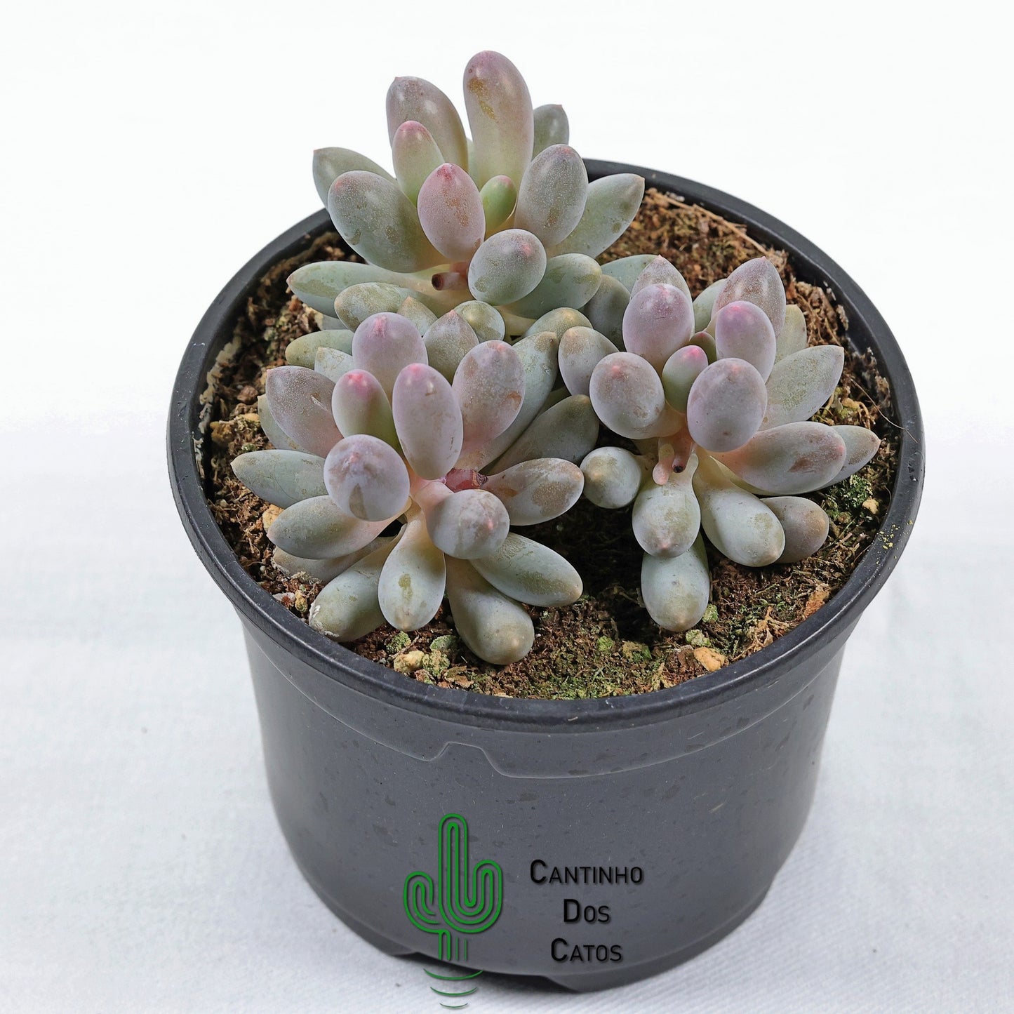 Pachyphytum Macho