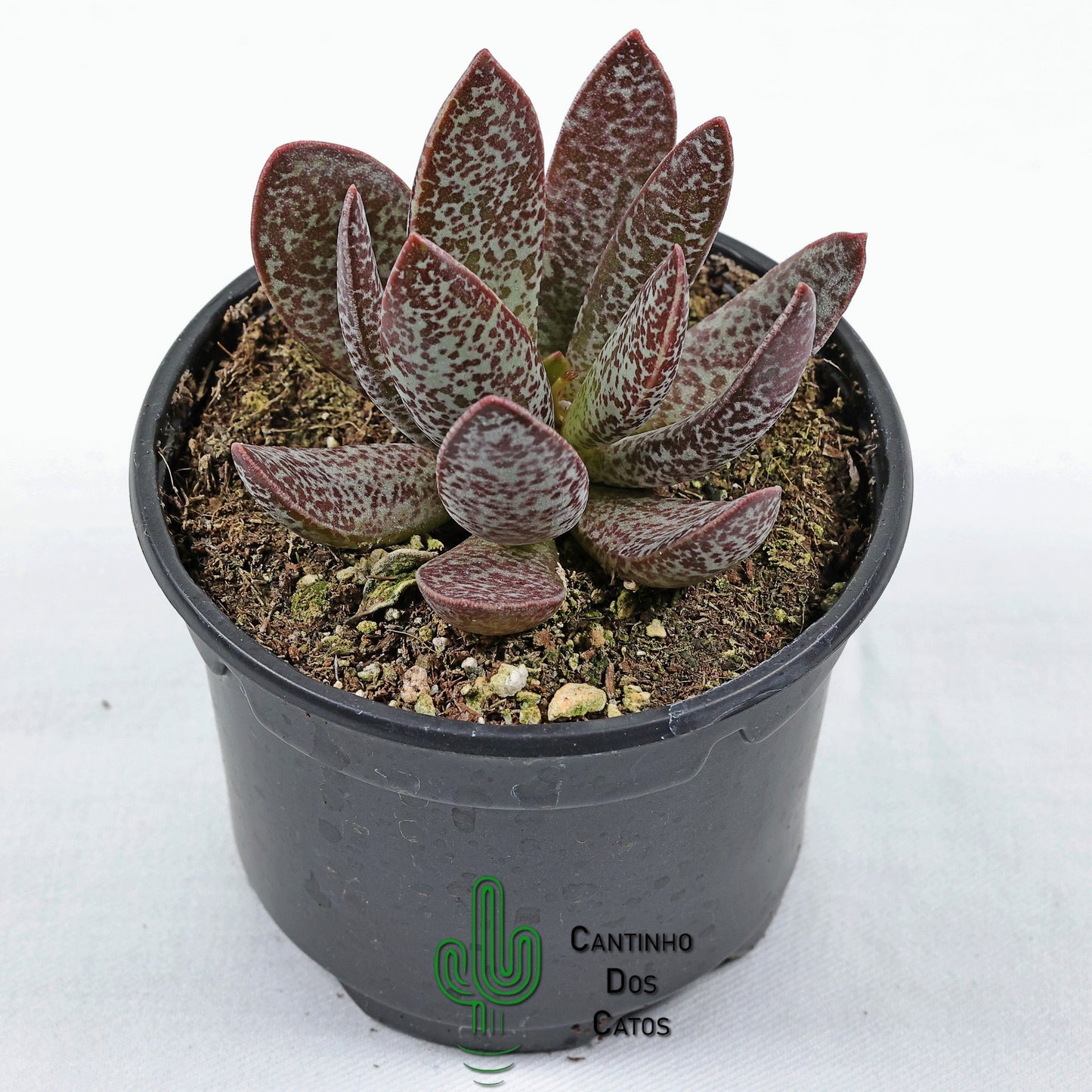 Adromischus Trigynus Calico Hearts