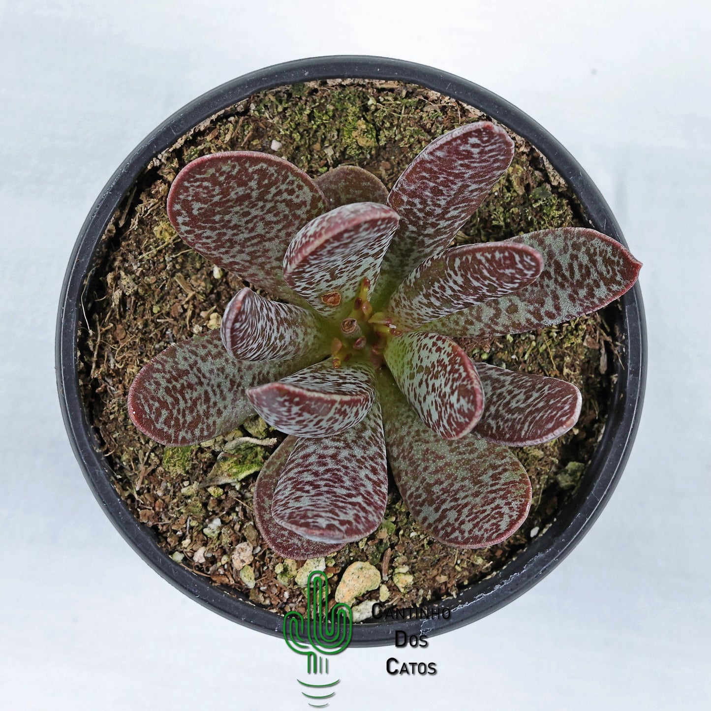 Adromischus Trigynus Calico Hearts