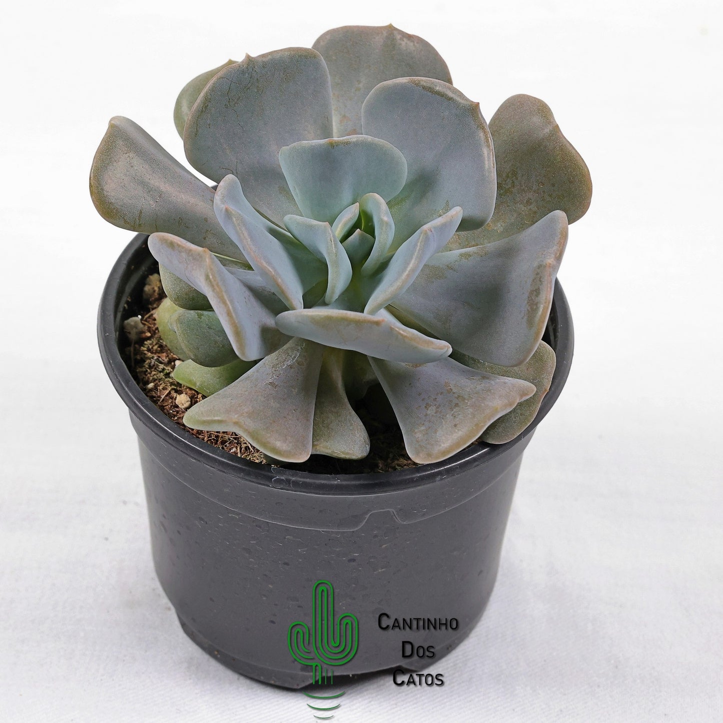 Echeveria Cubic Frost