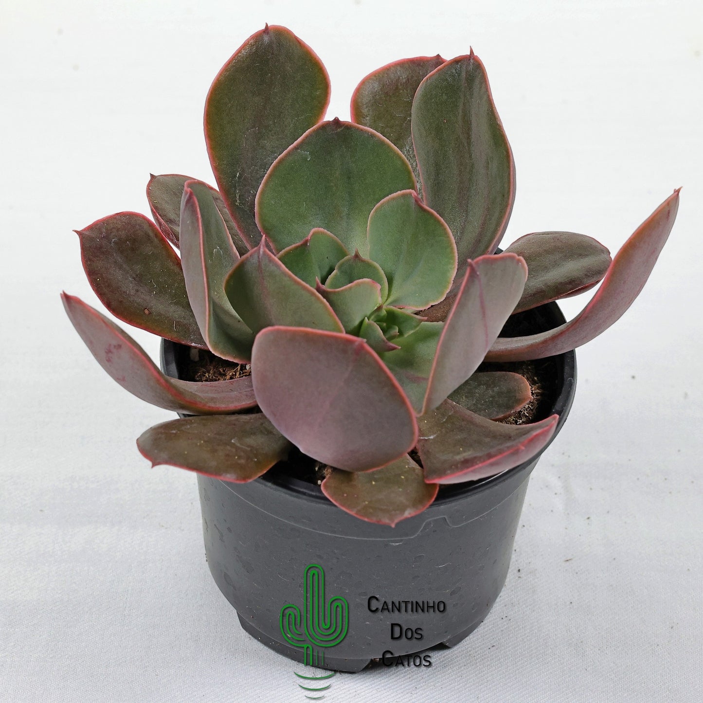Echeveria Painted Frills