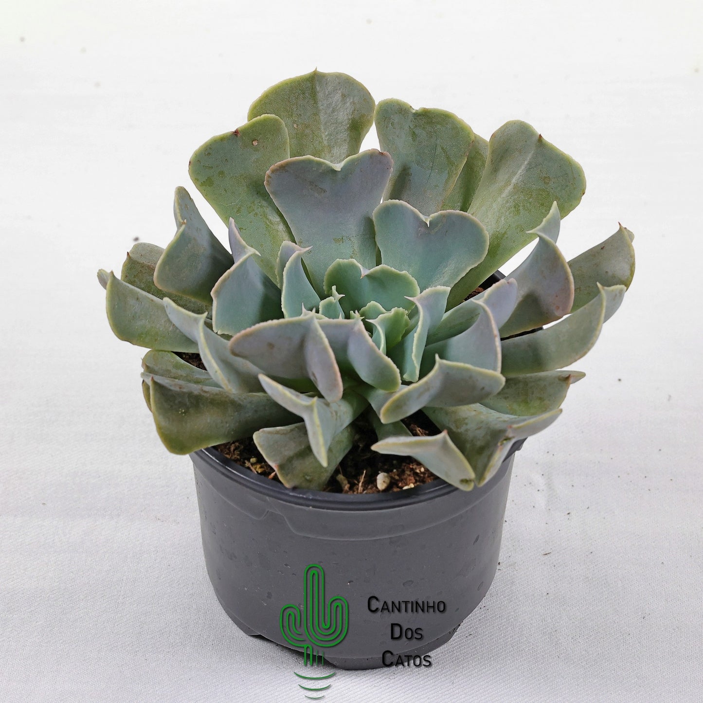 Echeveria 'Swan Lake'