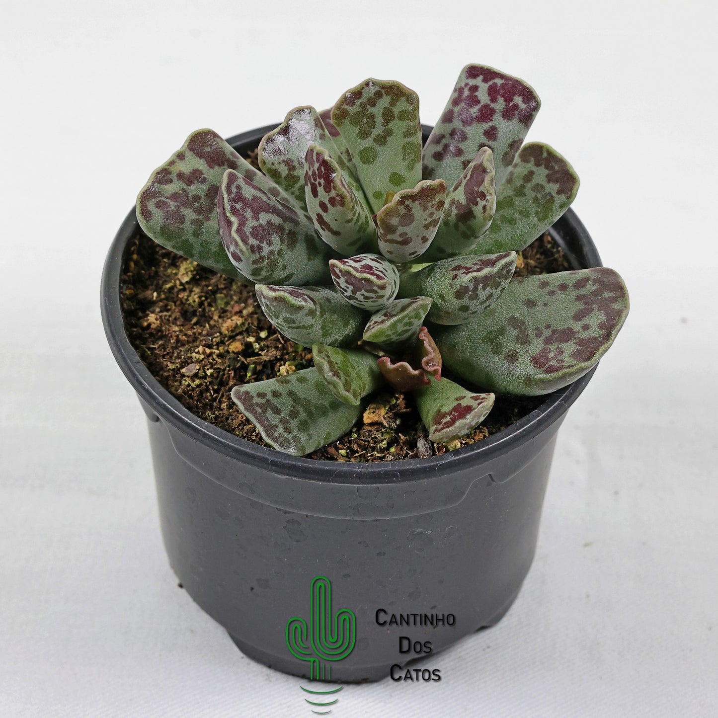 Adromischus Cooperi