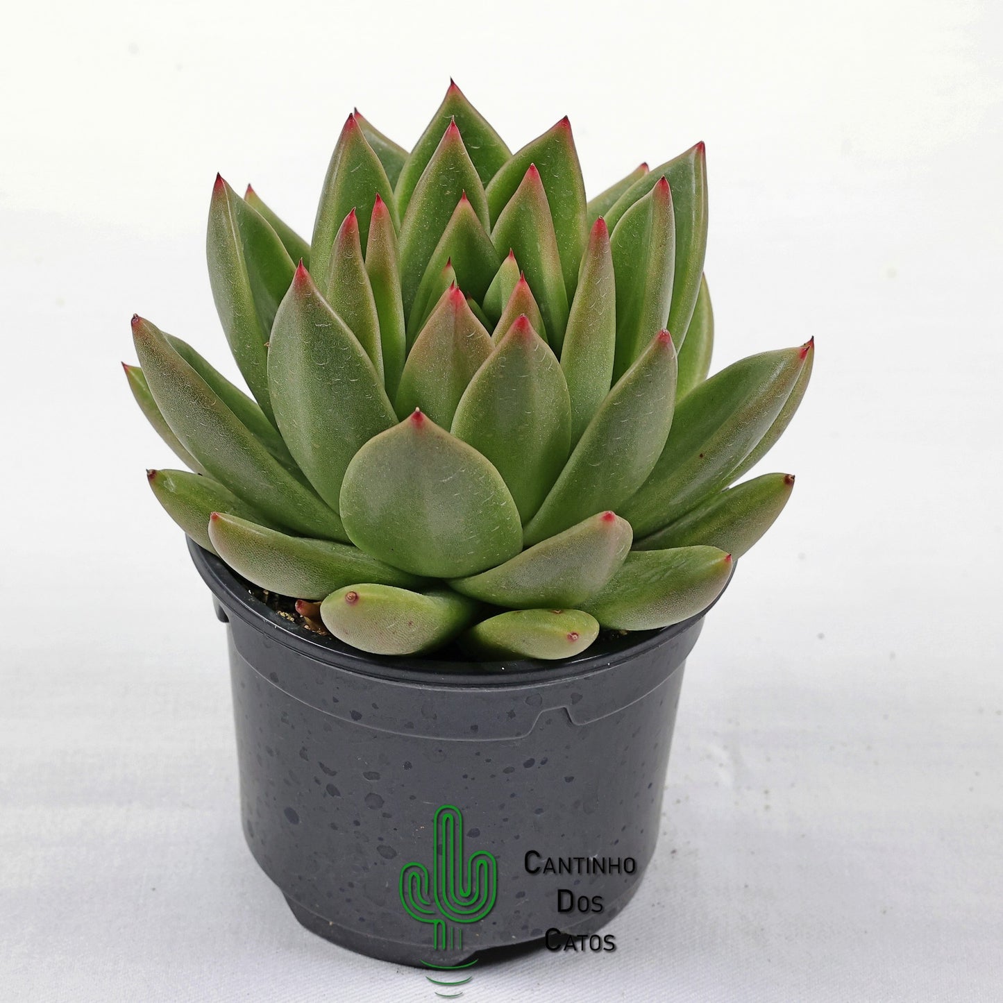 Echeveria Agavoides Prolifera