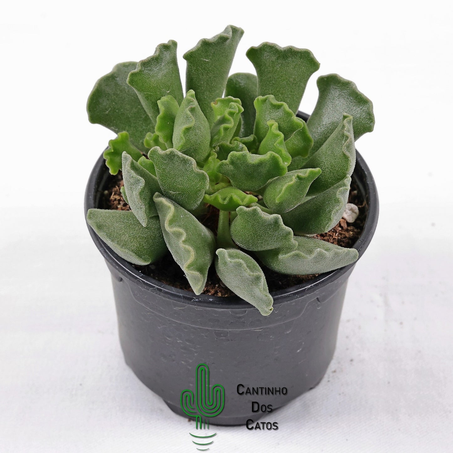 Adromischus Cristatus