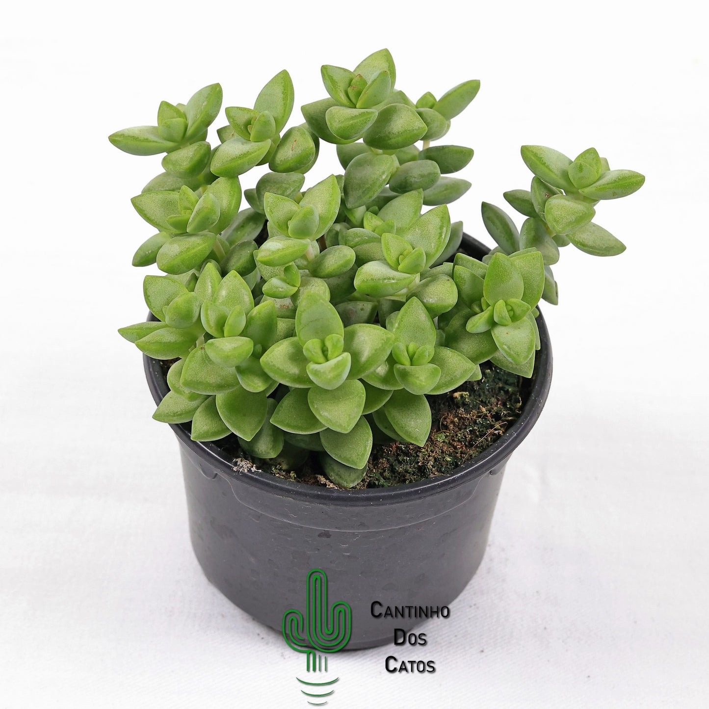 Crassula Rupestris 'Rosary Vine'