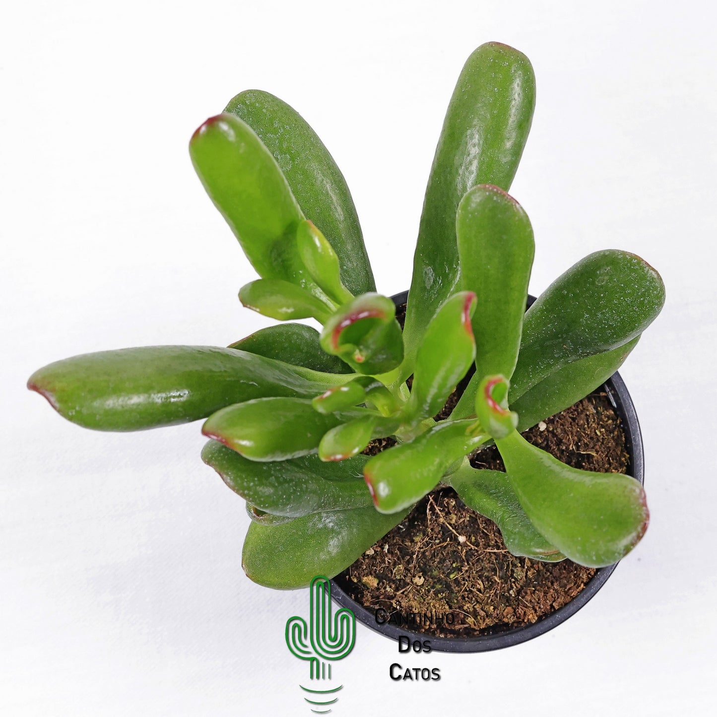 Crassula Ovata Gollum (orelha de shrek)