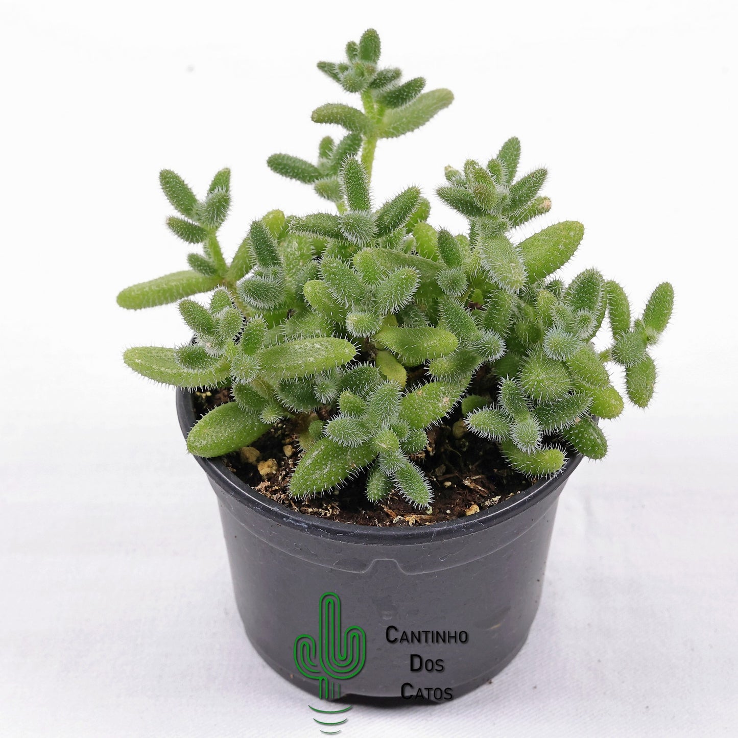 Delosperma Echinatum