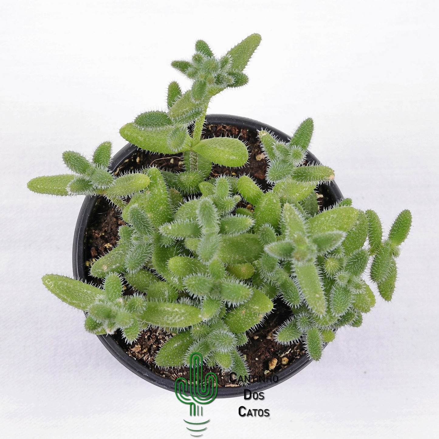 Delosperma Echinatum