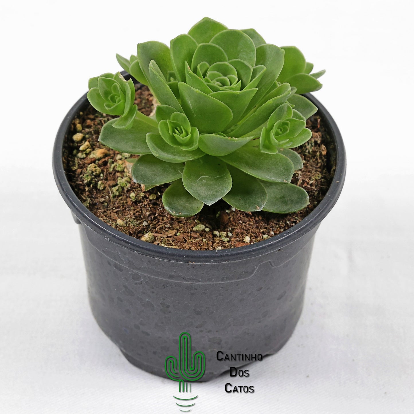 Aeonium Dodrantale (Greenovia dodrantalis)