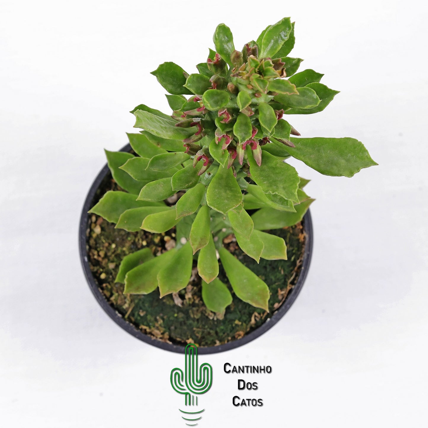 Euphorbia Guentheri "Monadenium Guentheri"