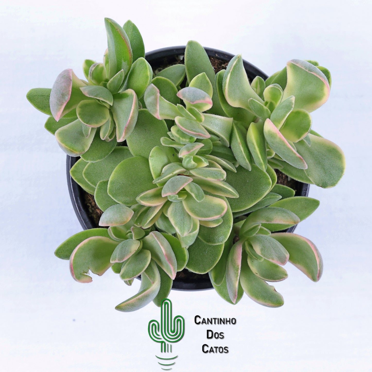 Crassula Nudicaulis var. Platyphylla Variegata